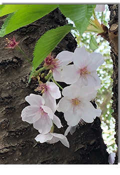 平成最後の桜